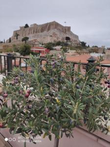 uma árvore numa varanda com uma montanha ao fundo em Hotel Byron em Atenas