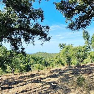 a view of a field with trees on a hill at Casa de Celebrar a Vida in Monchique