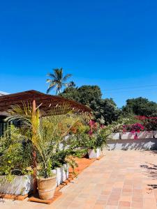 a garden with potted plants on a brick sidewalk at Flamingo résidence in Toliara