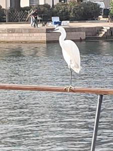 a white bird standing on a rail in the water at Yacht, 23 mètres, à quai. in Sète