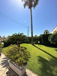 einen Hof mit einer Palme und einigen Pflanzen in der Unterkunft Villa Julia, magia del sud in Sampieri