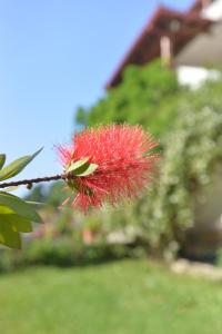 Zahrada ubytování Theros-Cottage