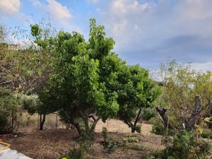 a tree with green leaves in a field at Kosmarana skopelos realty in Loutraki