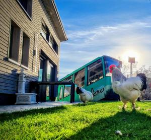 two chickens standing in the grass in front of a bus at Exklusives Holzhaus mit Bergbahn - Baden-Baden im Schwarzwald in Baden-Baden