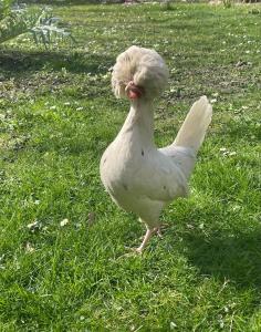 Un poulet blanc se tient dans l'herbe dans l'établissement Le Paradis caché : Chalet Shangri-La, à Villennes-sur-Seine