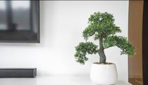 uma árvore bonsai num pote branco numa mesa em Conditioning House - Suite 1 em Bradford