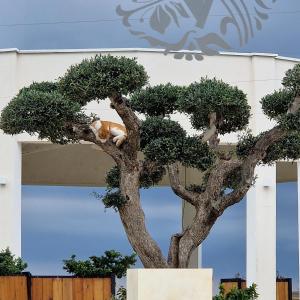 Eine Katze, die oben auf einem Baum sitzt in der Unterkunft Apartmani Vila Marija in Budva