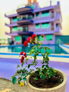 a red flower in a pot in front of a building at Roshan Resorts in Bhopal