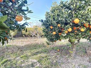 un oranger dans un champ plein d'oranges dans l'établissement Casa do Vale-Villa with private pool and garden, à Palmela