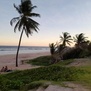 a palm tree on a beach with the ocean at Casa Áustria! in Salvador