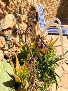 a plant in front of a stone wall with a chair at Gozo Silence in Għarb