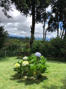 um arbusto de flores num quintal com um banco em Cabaña Sabana Redonda, Poás em Poás