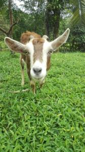 Imagen de la galería de Eco Guest House- Sarapiquí 2, en Sarapiquí