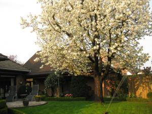 Ein Baum mit weißen Blumen auf einem Hof in der Unterkunft Holiday home Haus Mewa in Neuenkirchen