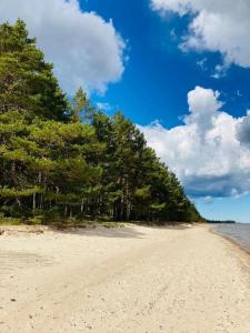 une plage de sable avec des arbres au bord de l'eau dans l'établissement Wild rose: Cozy place in Ķesterciems near the sea, à Ķesterciems