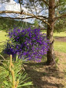 a bush of purple flowers next to a tree at Wild rose: Cozy place in Ķesterciems near the sea in Ķesterciems
