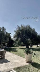 un árbol en maceta en una olla en un patio en Chez Chichi en El Kef