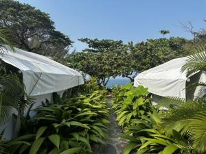 Montepio的住宿－Glamping Las Olas by Rotamundos，种有白色遮阳伞和树木的植物的花园