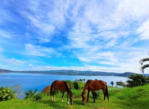 dos caballos pastando en un campo junto a un lago en Paradise Island, en Tilarán
