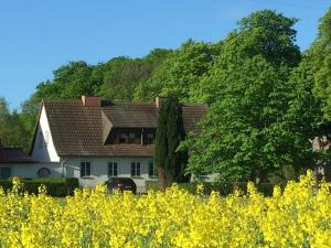 une maison au milieu d'un champ de fleurs jaunes dans l'établissement Holiday apartment "Kati", à Lancken-Granitz