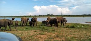 a herd of elephants standing next to a body of water at Group Safari Family Bungalow in Udawalawe