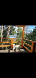 um cão branco a passear numa ponte de madeira em Cabaña en Contulmo em Contulmo