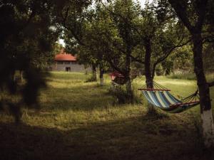 a hammock in a field with trees and a house at Apartment in Gronowo near Lake Siecino in Gronowo