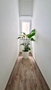 a plant sitting on a wooden floor in a room at Ljubljana Central Cozy Apartment w Free Parking in Ljubljana