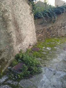 an old stone wall with grass and weeds at Stone house cottage in Sígrion