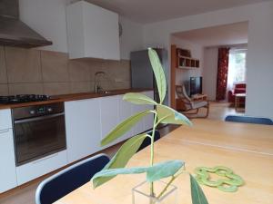 roślina siedząca na stole w kuchni w obiekcie Apartmán Dvořák 194 pod Svatou horou w Przybramiu