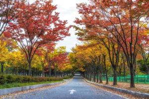 a road lined with trees in the fall at Hotel New Castle in Incheon