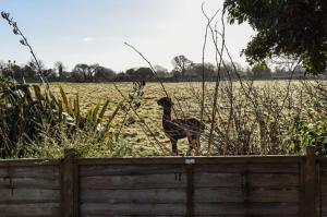 a small bird standing on top of a fence at 3bd Family Beach Retreat in West Wittering in West Wittering