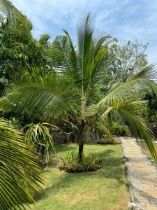 uma palmeira no meio de um quintal em OHEI em Tangalle