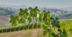 Paesaggio naturale nelle vicinanze dell'agriturismo