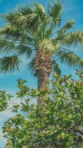 een palmboom met bladeren voor een blauwe lucht bij Pine House - Faro Airport, Beach and City Center in Faro