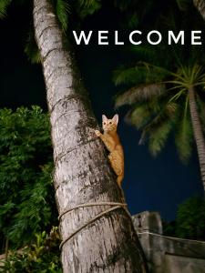 an orange cat sitting on top of a tree at Saphaothong guesthouse in Vang Vieng
