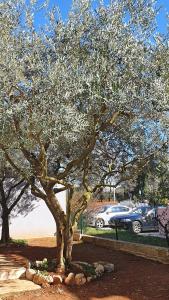 un árbol frente a un estacionamiento con coches en Apartments Cintya en Poreč