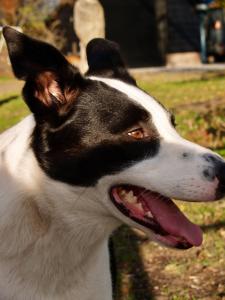 un perro blanco y negro con la boca abierta en Rio Grande Luxury Western Rooms, en Terschuur