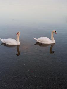 dos cisnes blancos nadando en un cuerpo de agua en Vivian’s apartment, en Chalkida