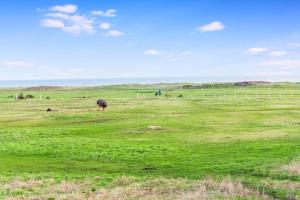 a group of animals grazing in a field at Newly refurbished Near the coast Sleeps 5 in Newbiggin-by-the-Sea