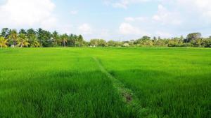 un champ d'herbe verte avec des arbres en arrière-plan dans l'établissement Rivonway Hotel Polonnaruwa, à Polonnâruvâ