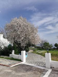 Studios Ioanna Limnionas Samos في Ayía Kiriakí: شجرة بها زهور بيضاء في وسط الطريق