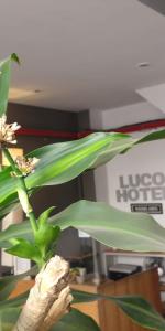 a close up of a plant with green leaves at LUCO HOTEL in Buenos Aires