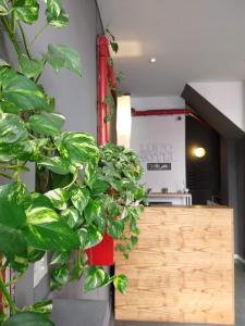 a green plant is standing next to a kitchen at LUCO HOTEL in Buenos Aires