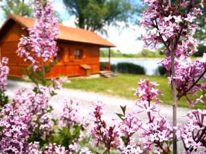 a wooden cabin with pink flowers in front of a lake at Chalet 2 étoiles - ef0bdg in Neffes