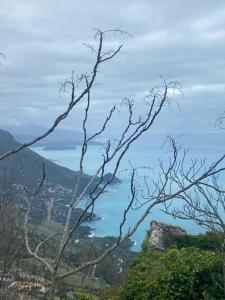 a tree branch with a view of the ocean at Affittacamere L’ Agrumeto in Maratea