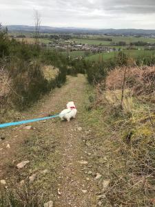 un perro blanco con una correa sentado en una colina en Stunning Shepherds Hut rural bliss Dumfries, en Dumfries