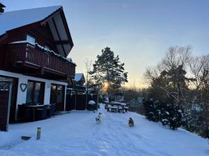 drei Hunde im Schnee vor einem Haus in der Unterkunft Ferienhaus Lisa am Silbersee in Frielendorf