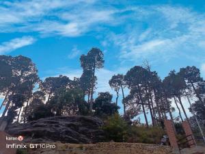 a group of trees against a blue sky at Sunrise Home Stay in Almora
