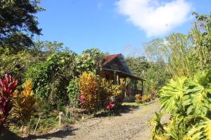 Rancho Los Duendes في توريالبا: طريق ترابي يؤدي إلى منزل به نباتات